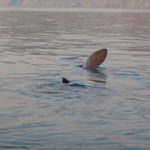 Big basking shark
