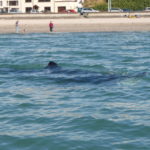 Basking shark, mouth visible