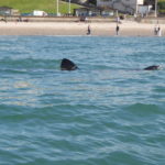 Small basking shark near the beach